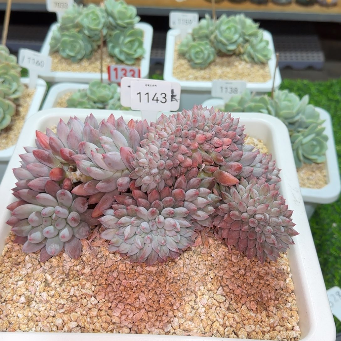 1143。     大所罗门缀多肉