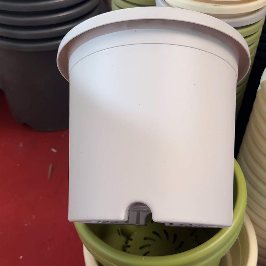 树脂四季4号无托8个灰白微瑕