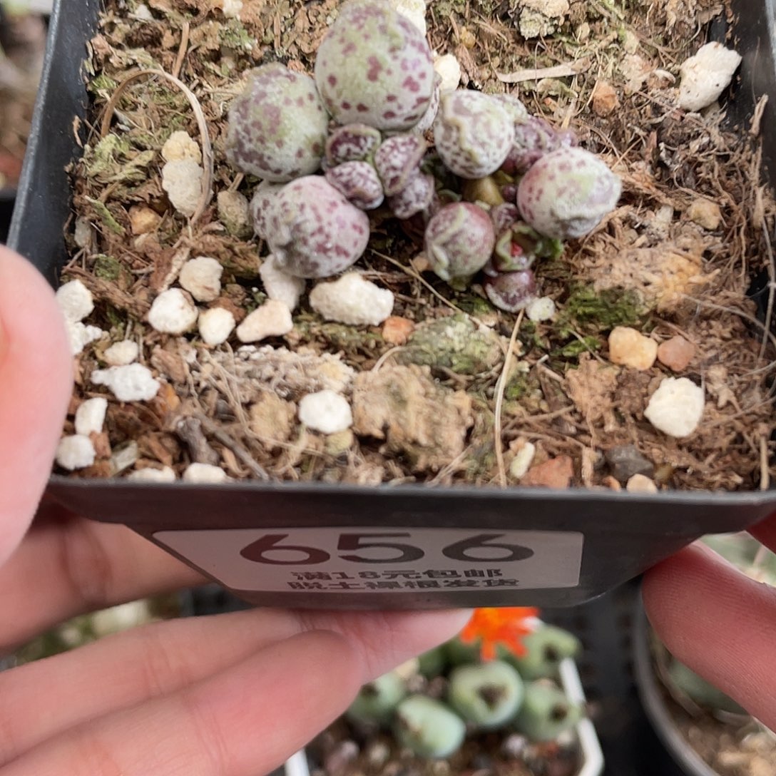 656丸叶海豹（满18元包邮） 