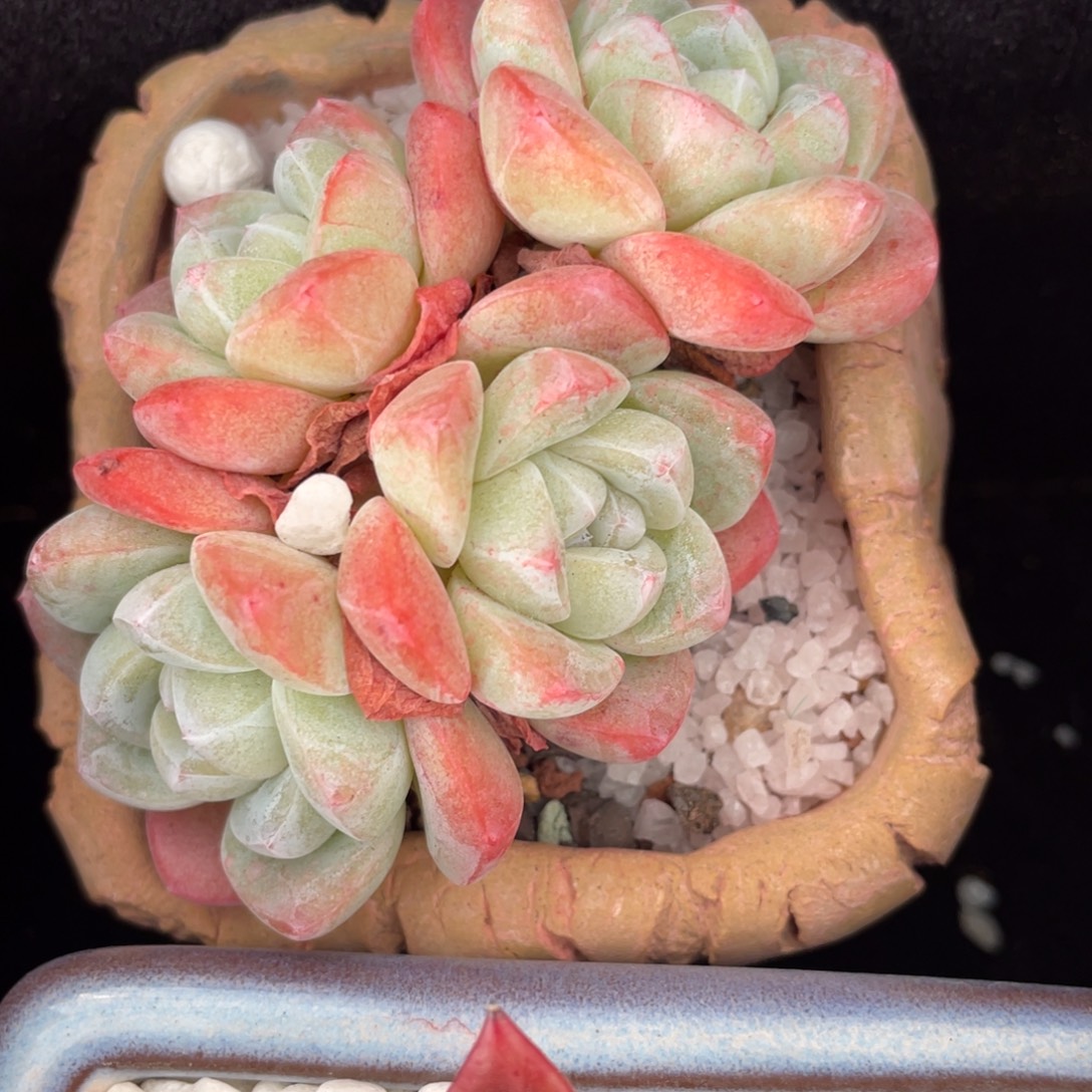 冰玉多肉植物盆栽多肉
