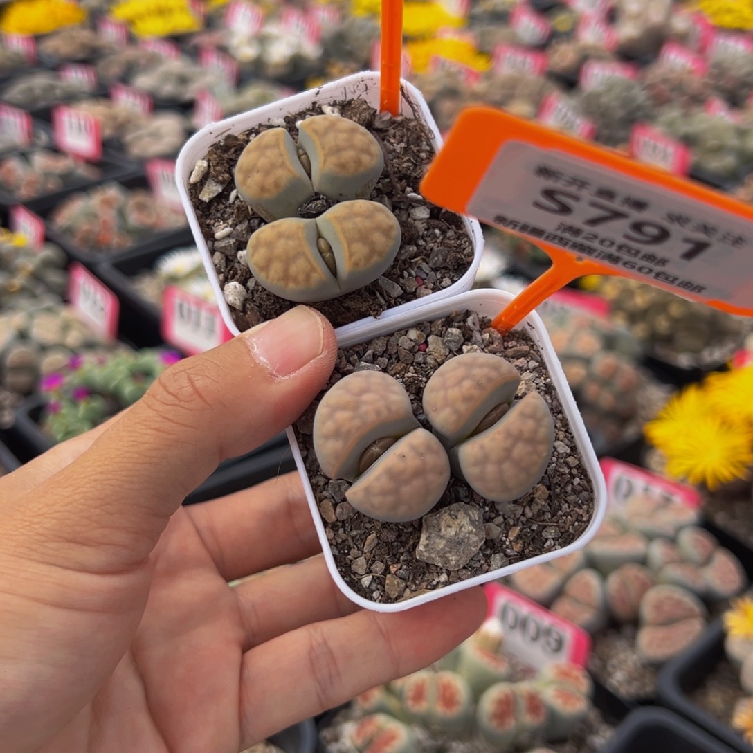 790.791 一物一拍，默认有伤，介意勿拍，不退不换