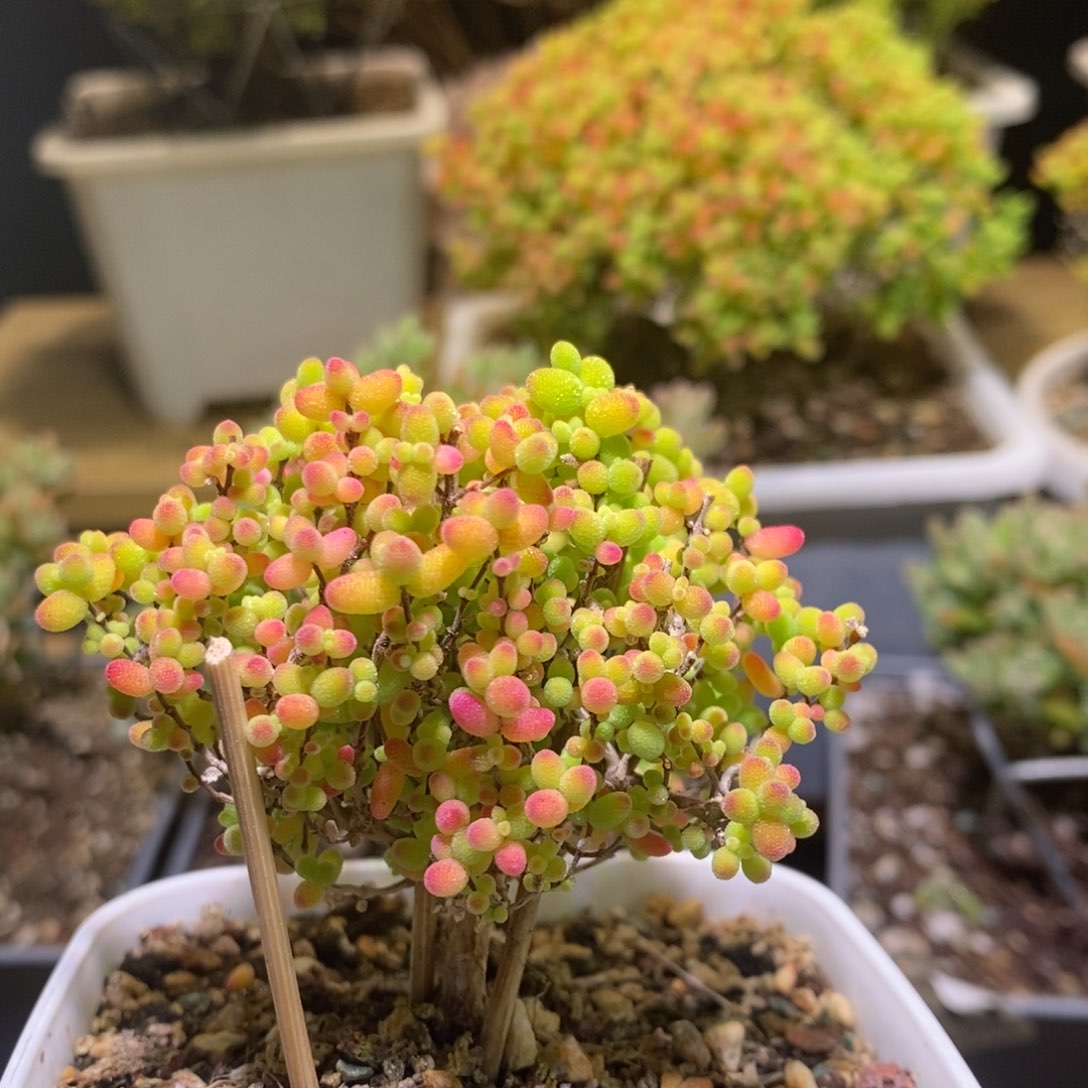 金桔枝干番杏548