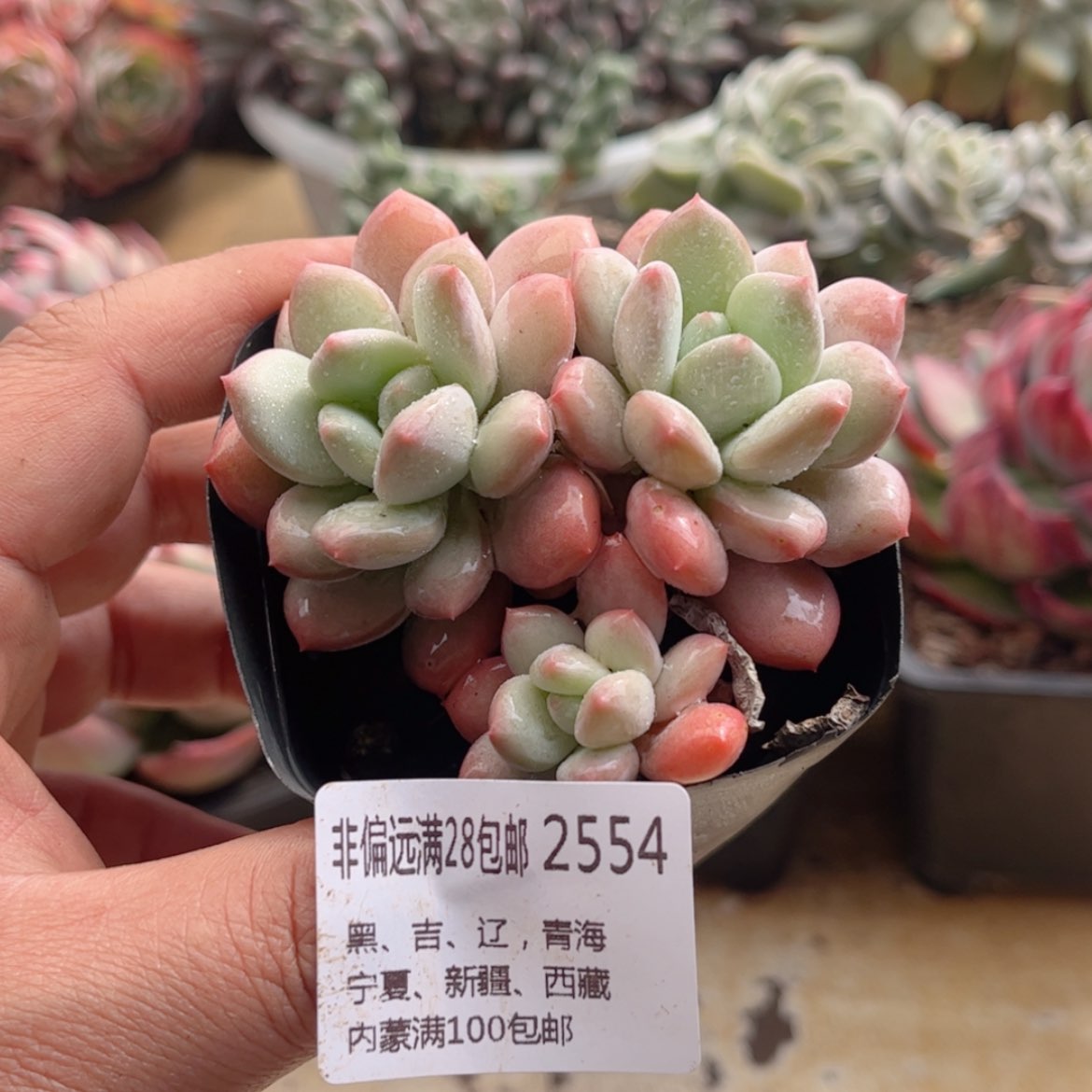 【闪购商品】2554香醇