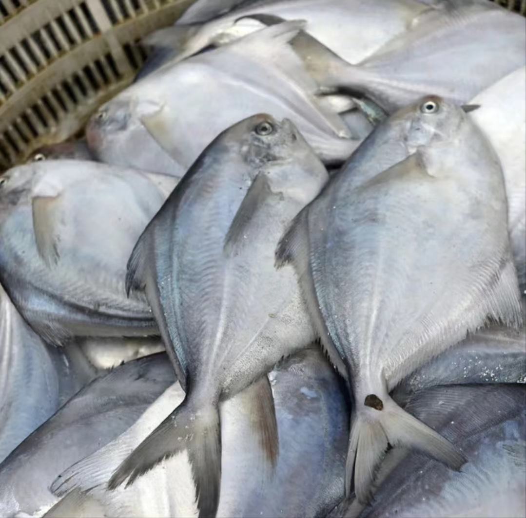 【京东冷链发货】海捕银鲳鱼 肉肥新鲜 一斤/四条 刺少肉嫩