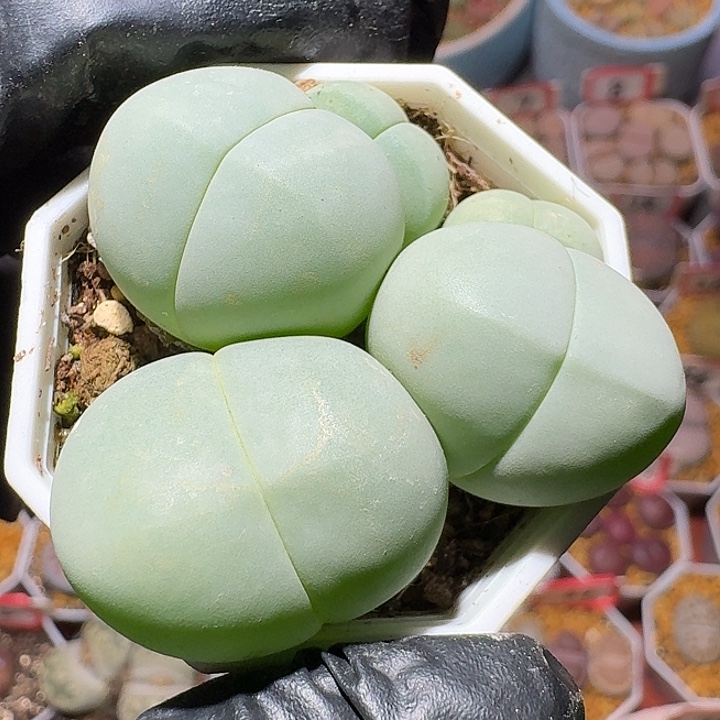 生石花1111111。   131