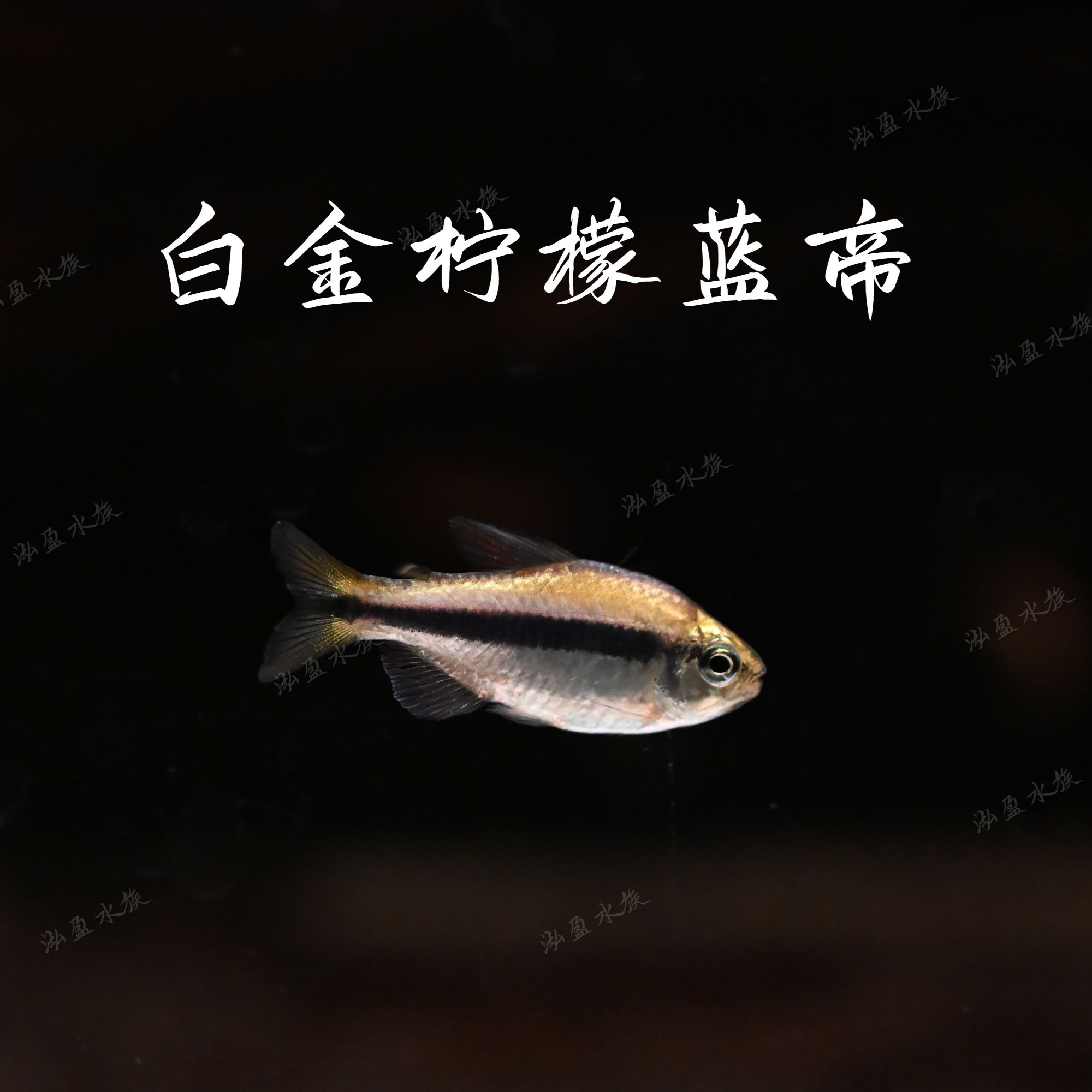 白金柠檬蓝帝 南美热带观赏鱼/定水/检疫