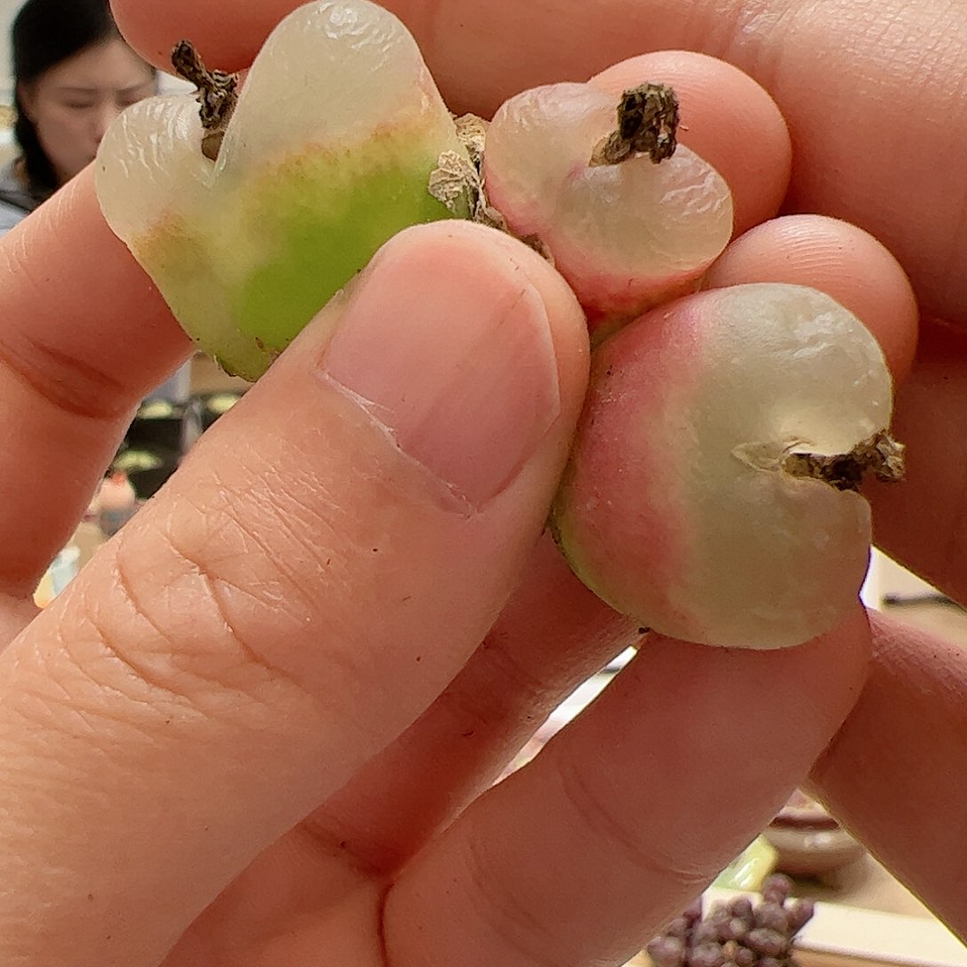 【闪购商品】264 白窗