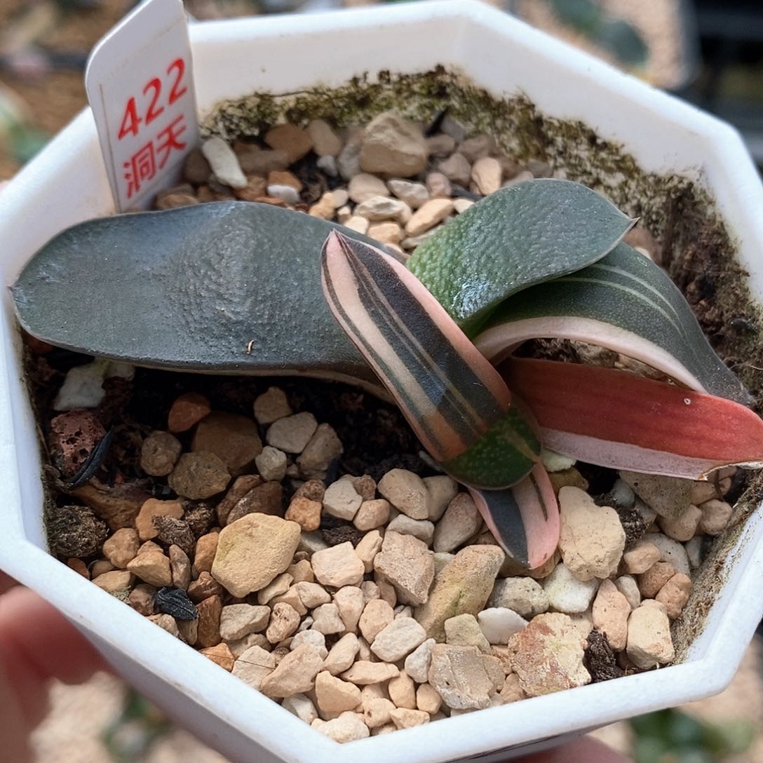 422号卧牛锦一物一拍