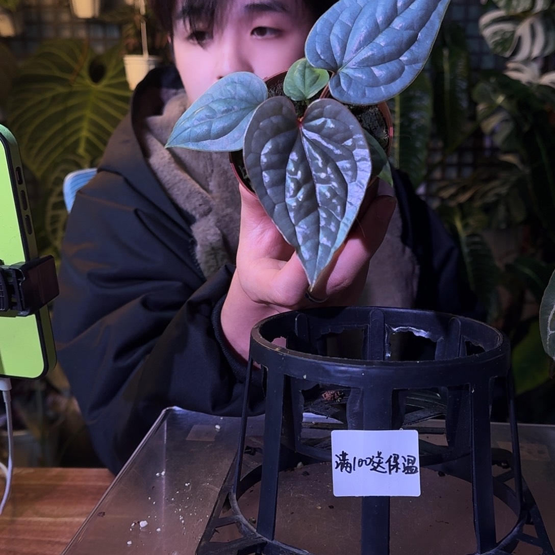 不开花植物G417奢华