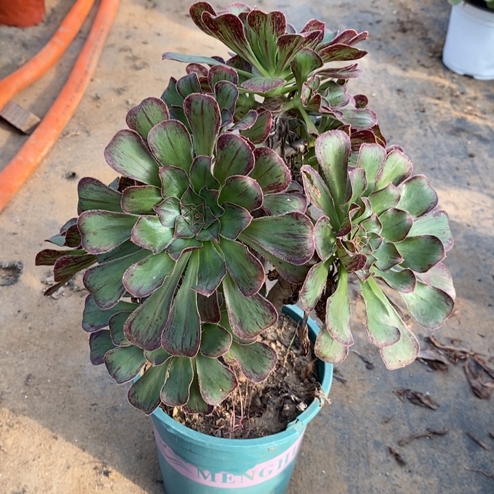 拉丝锦多肉植物31