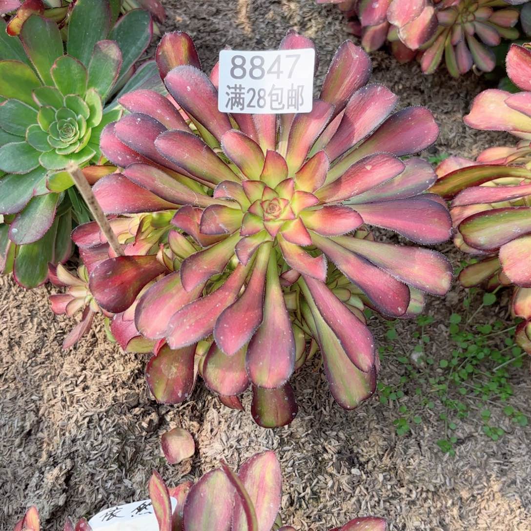 B. 8847魅力弯干多肉