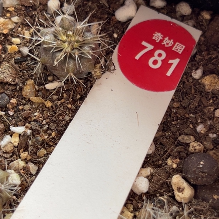 实生龙爪球雷血丸1.5cm