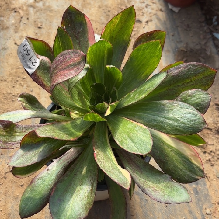 魅影七彩锦多肉法师2160