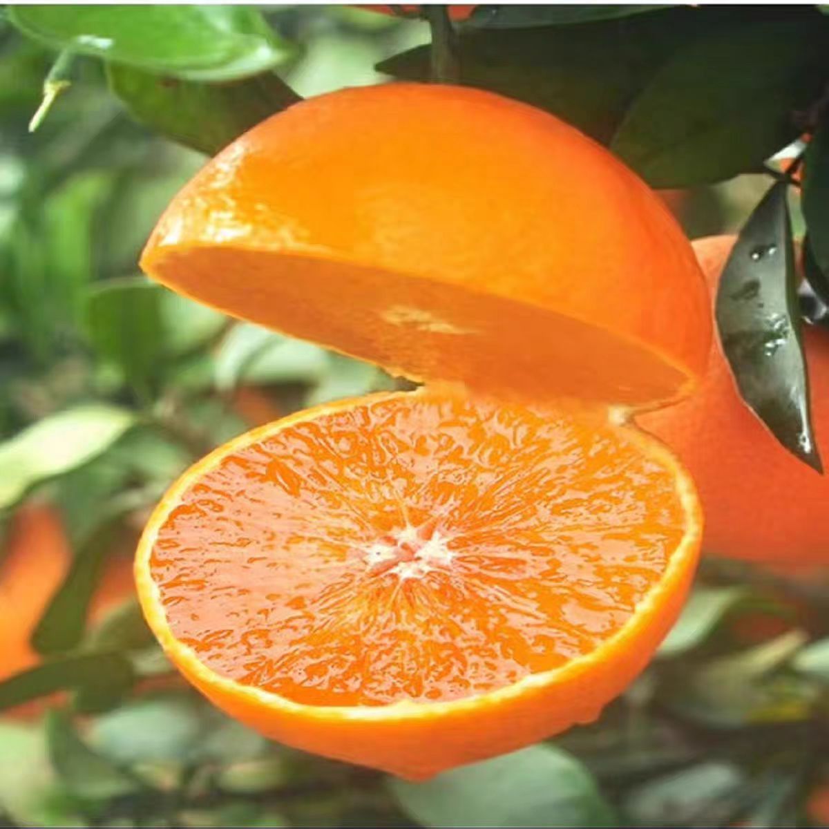 爱媛果冻橙四川眉山补水炸弹皮薄肉厚汁水多