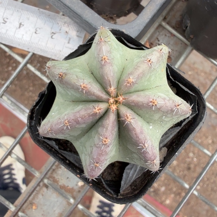 实生微刺虾5仙人球