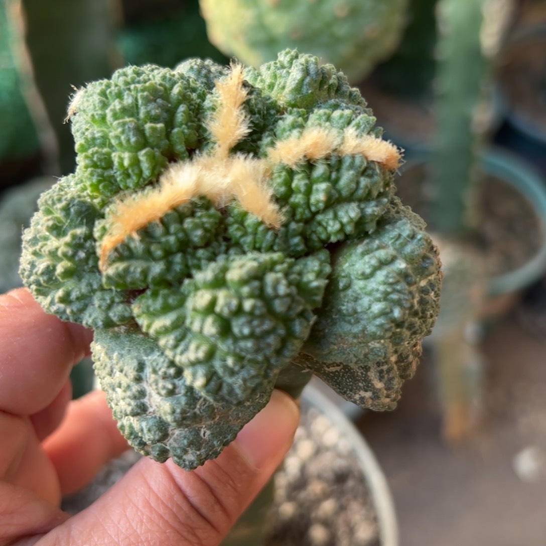 哥斯拉牡丹仙人球835