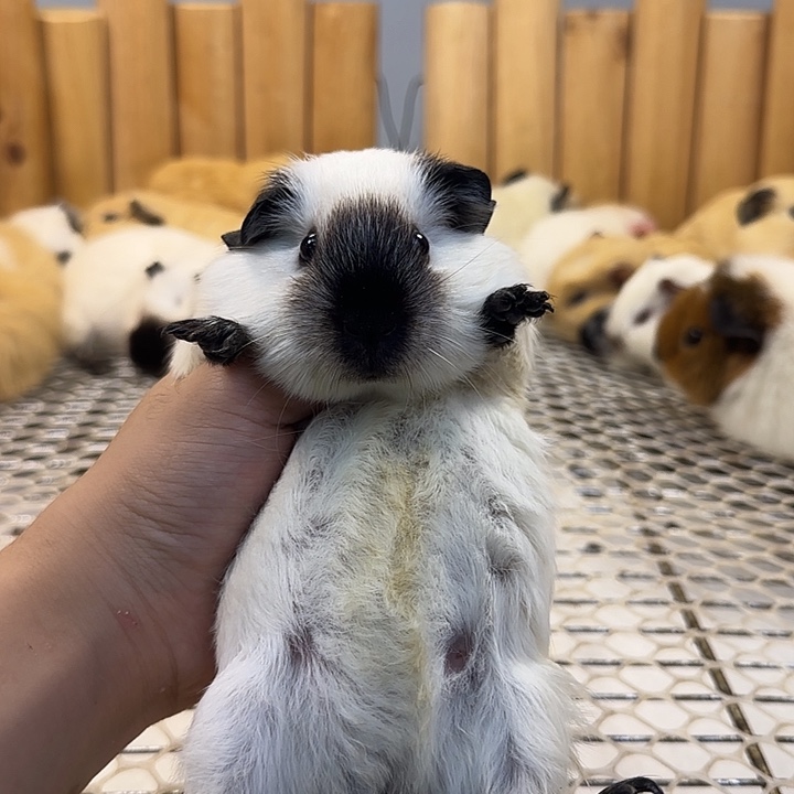 豚鼠纯白加州妹妹