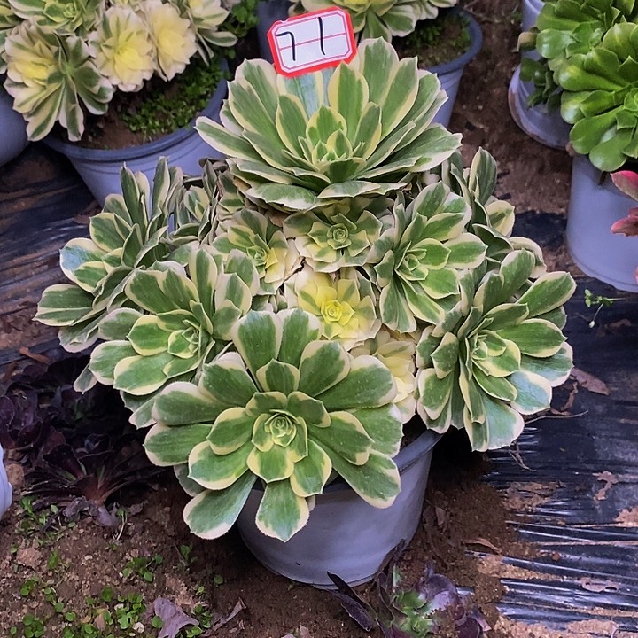 迈巴赫老桩捧花71号