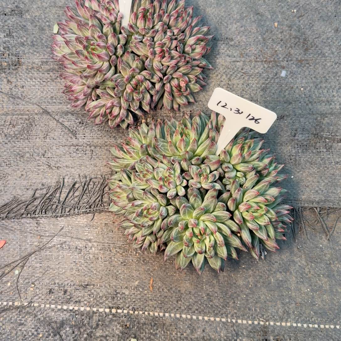 栋***栋一物一拍芬兰之夜俩颗126号128号