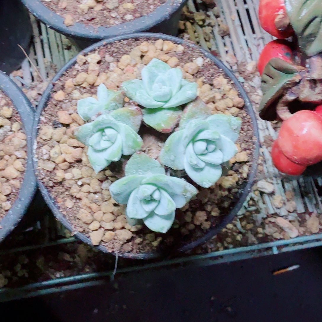 3159法瑞苹果叶多肉