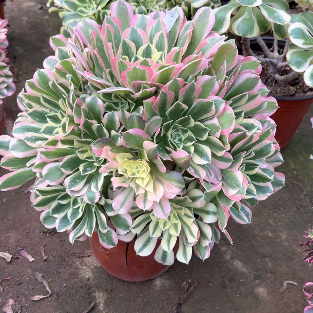 多肉植物白凤1176