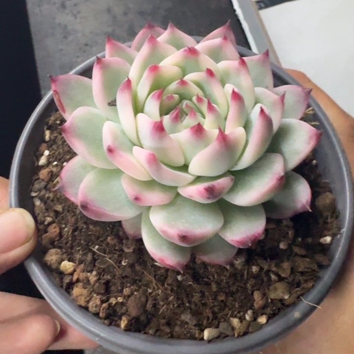 吉娃娃锦 单头  一物一拍