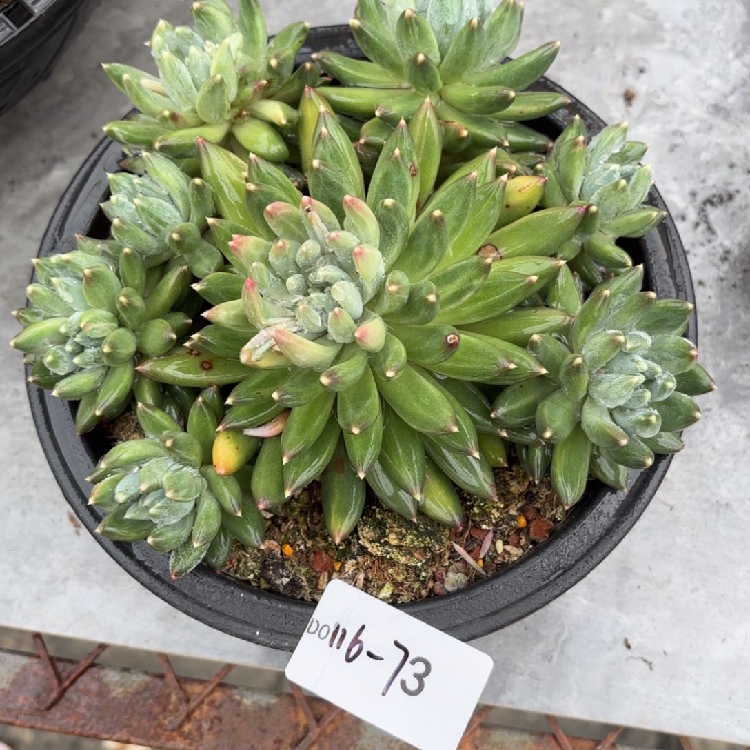 同温层多肉73流星雨