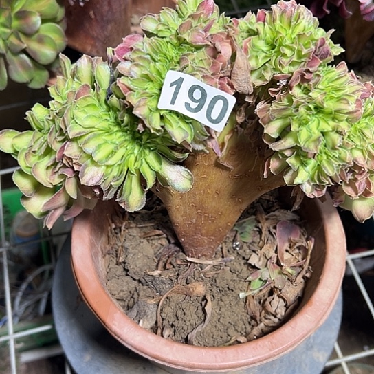 …***一颗多肉法师植物 190