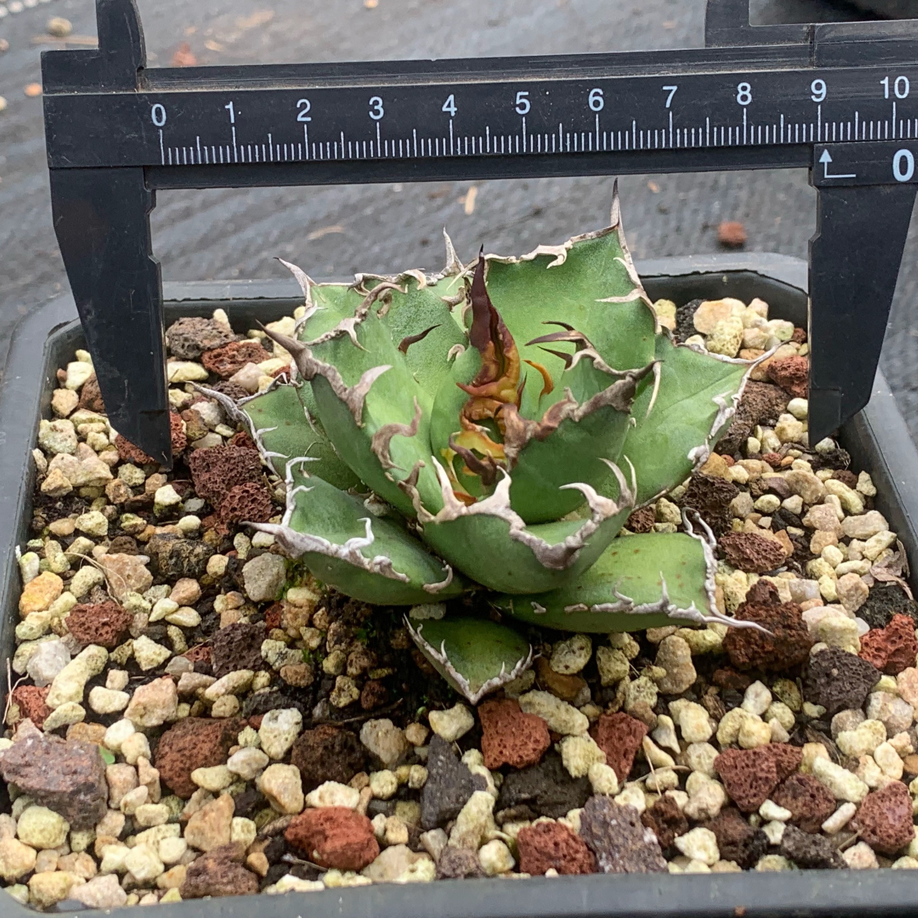 凯撒和小白鲨龙舌兰仁王冠入门套餐