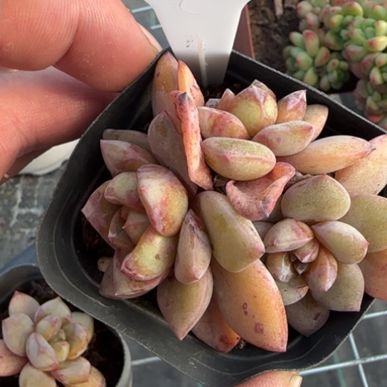 109德国香槟一物一拍