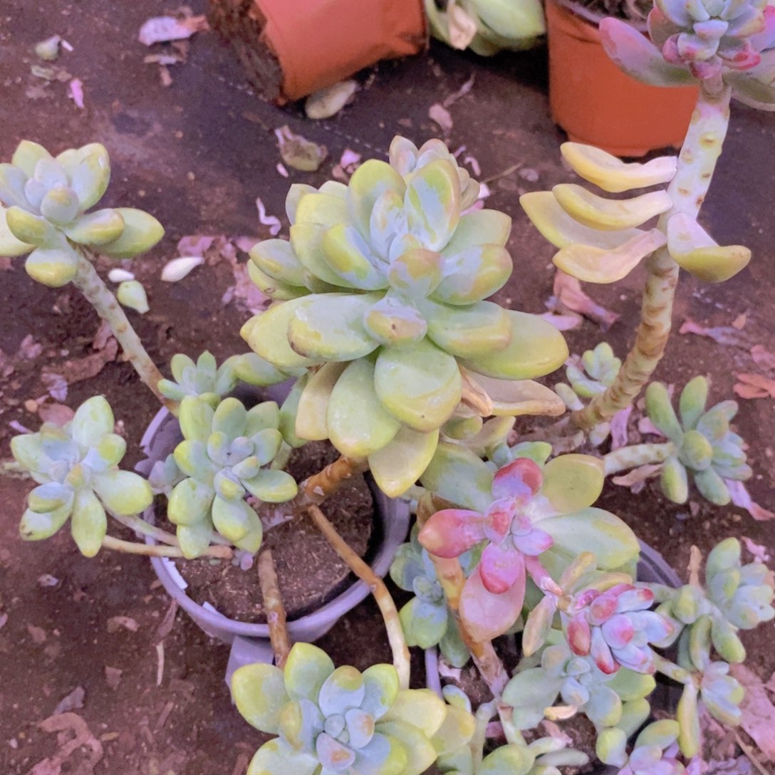 棒棒糖整桩整群三盆