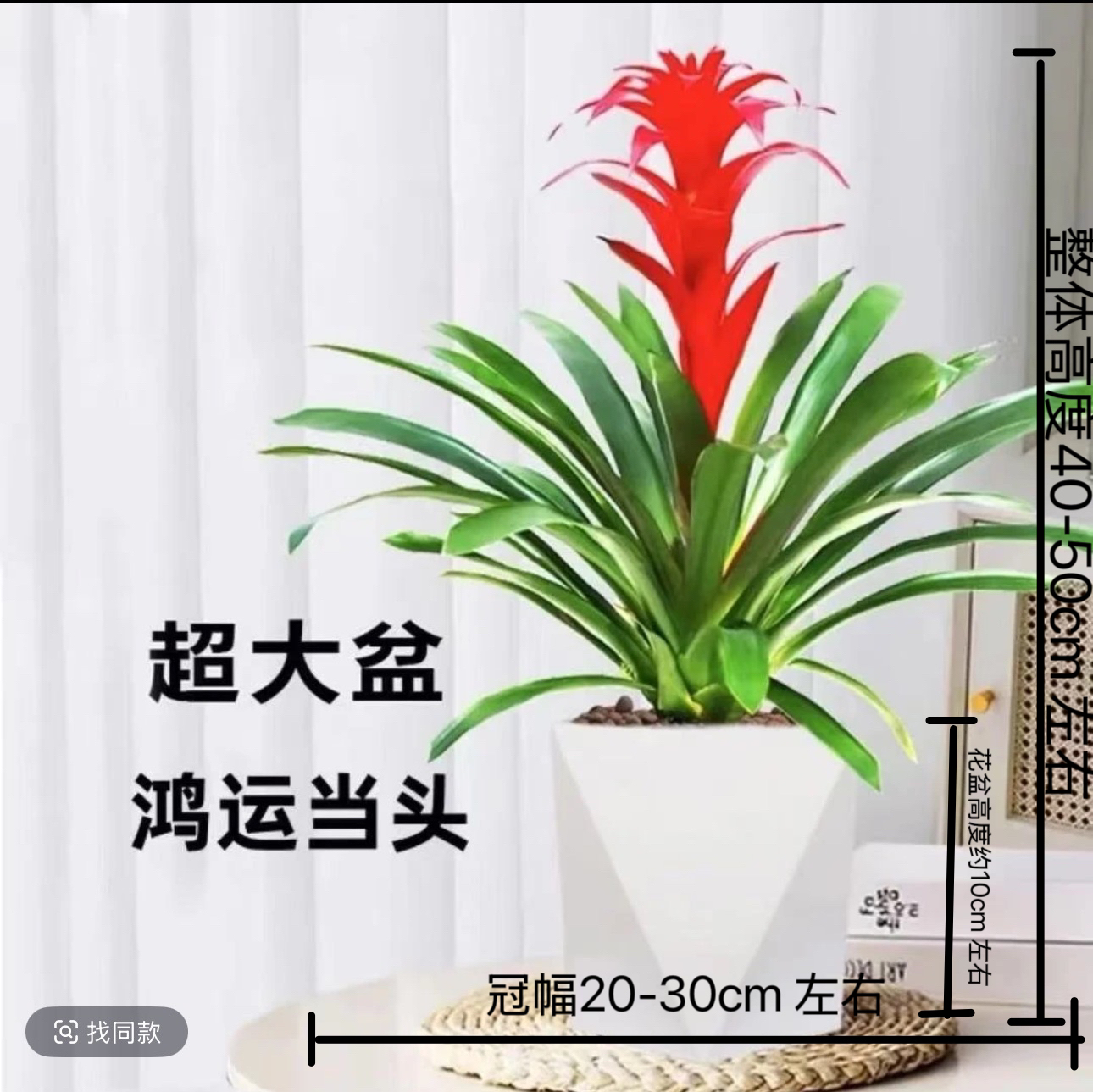 单株苗鸿运当头红色室内桌面懒人绿植基地直发好养凤梨鲜艳