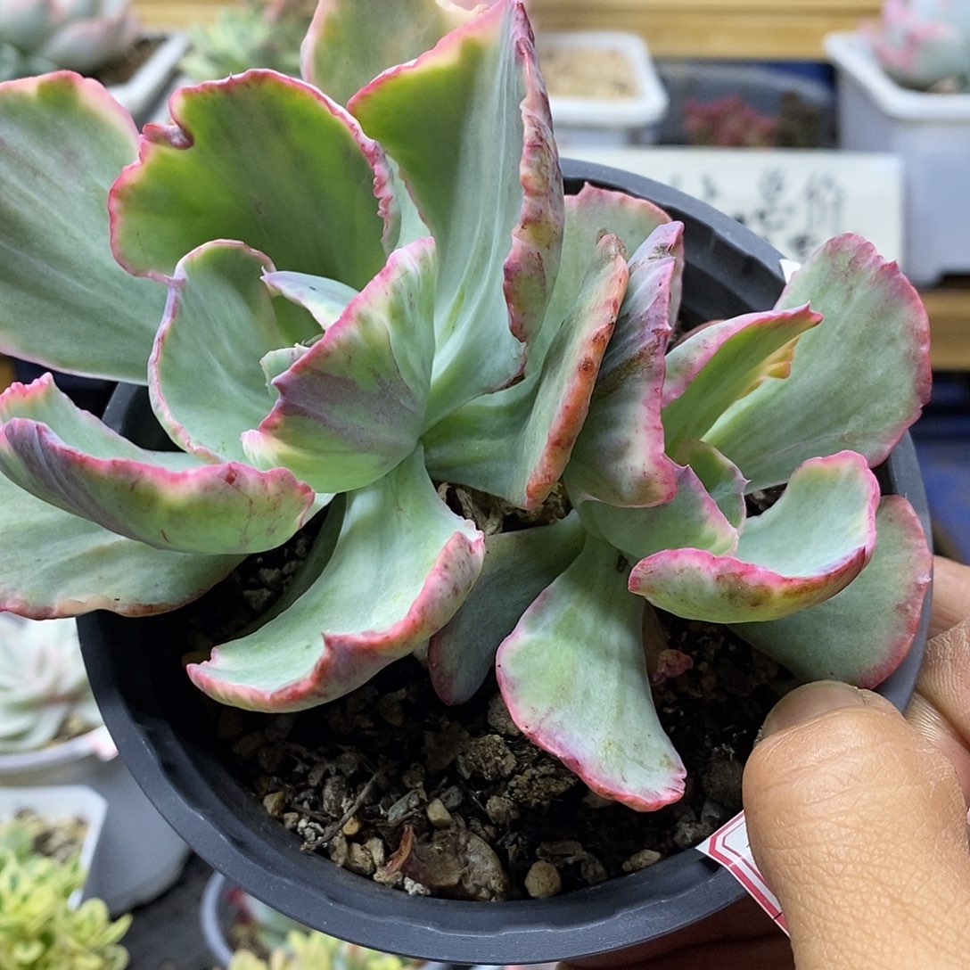 13159 舞会红裙锦双头