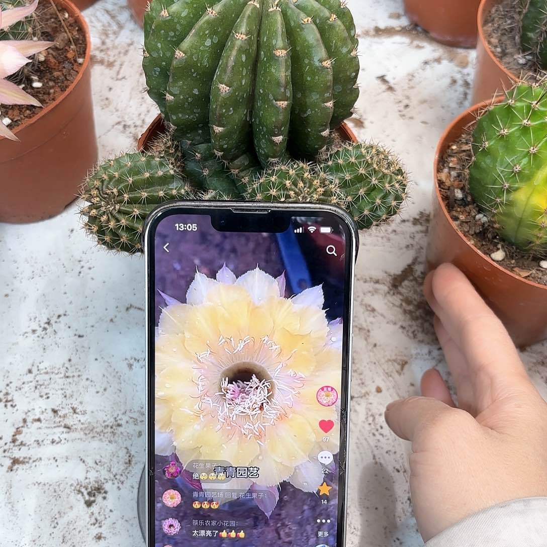 彩草黄金丝7公分左右