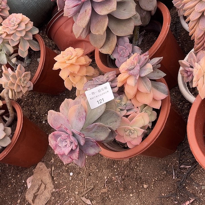 *****紫乐锦群，一物一拍