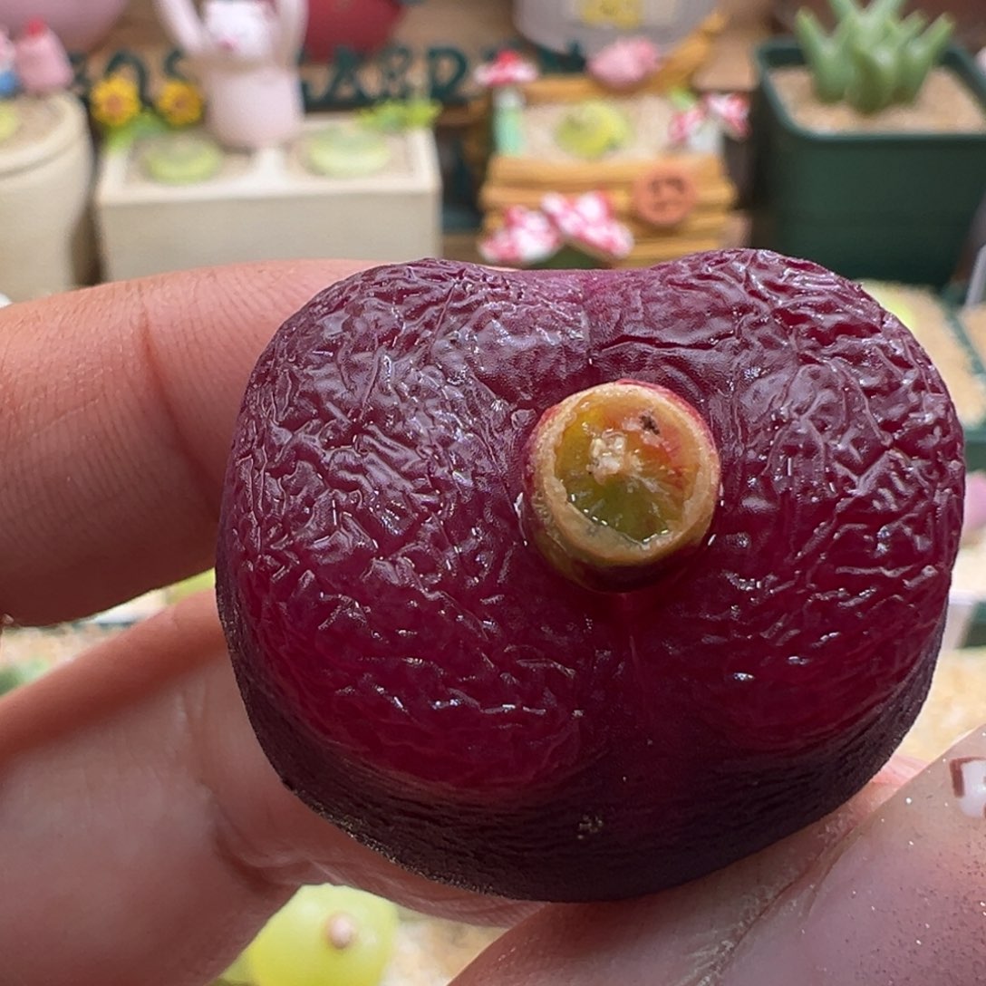 182。优选黑紫超脑大母本。2.9