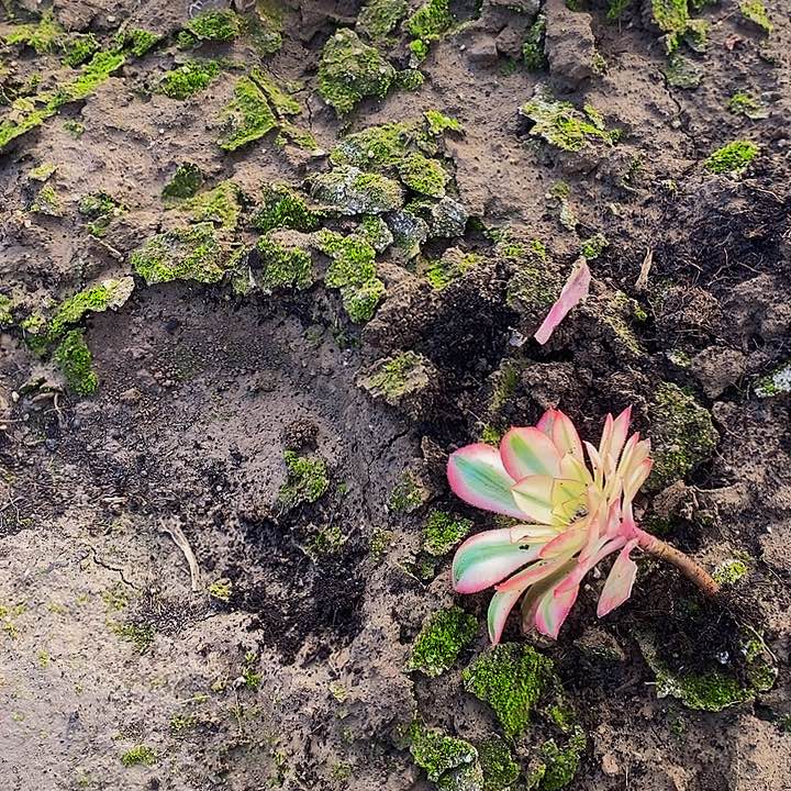 爱丽丝法师小单头1111