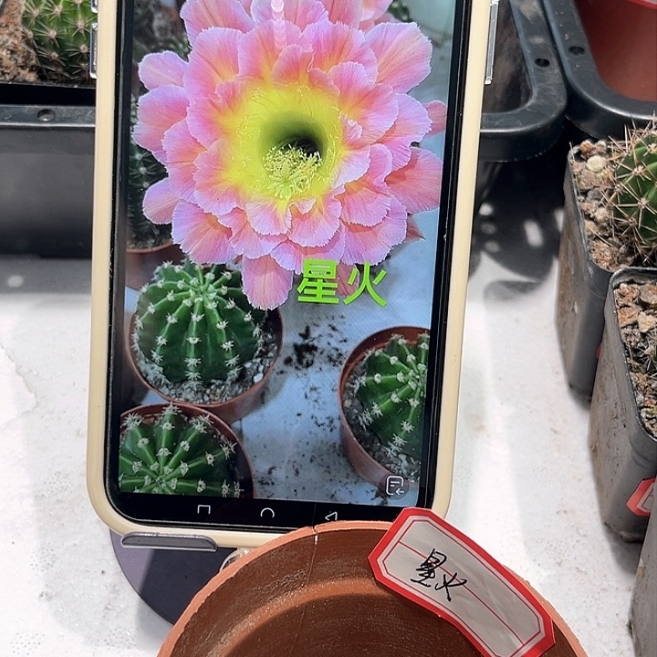 彩草星火侧芽2.5公分左右