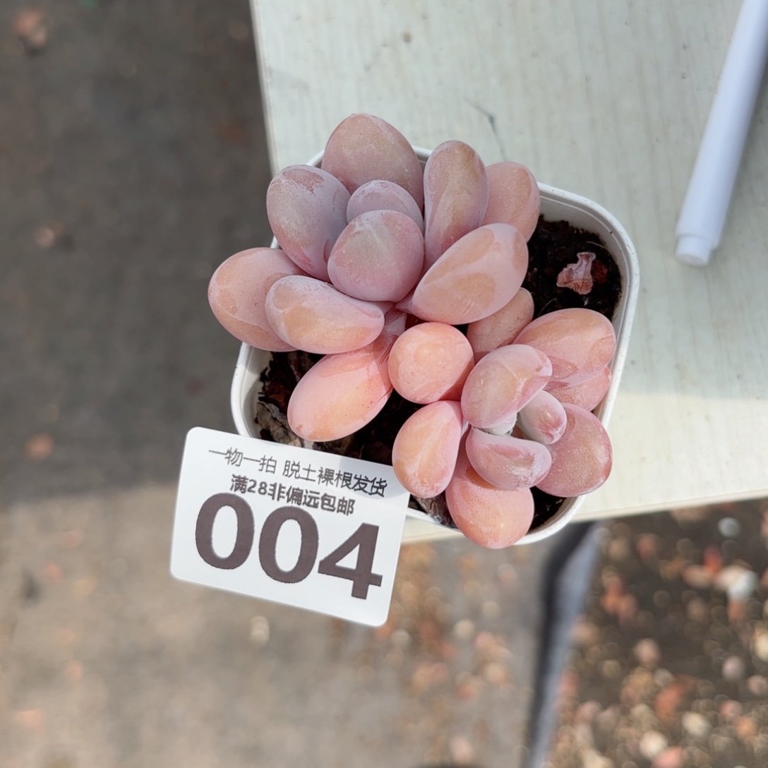 粉兔多肉无盆土发货
