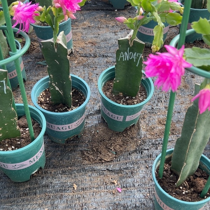 幸***乐61号047紫色重瓣，6668