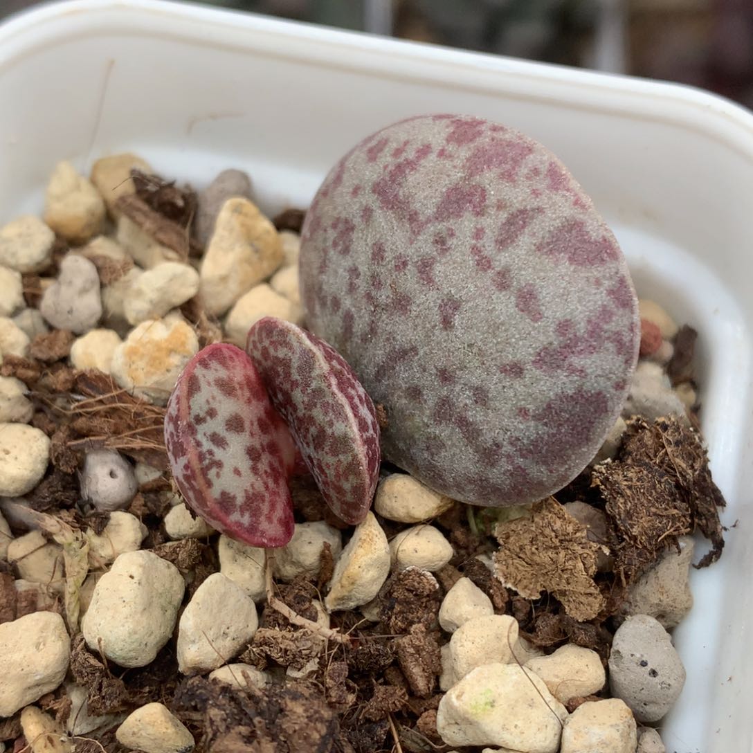 花蛋多肉植物水泡