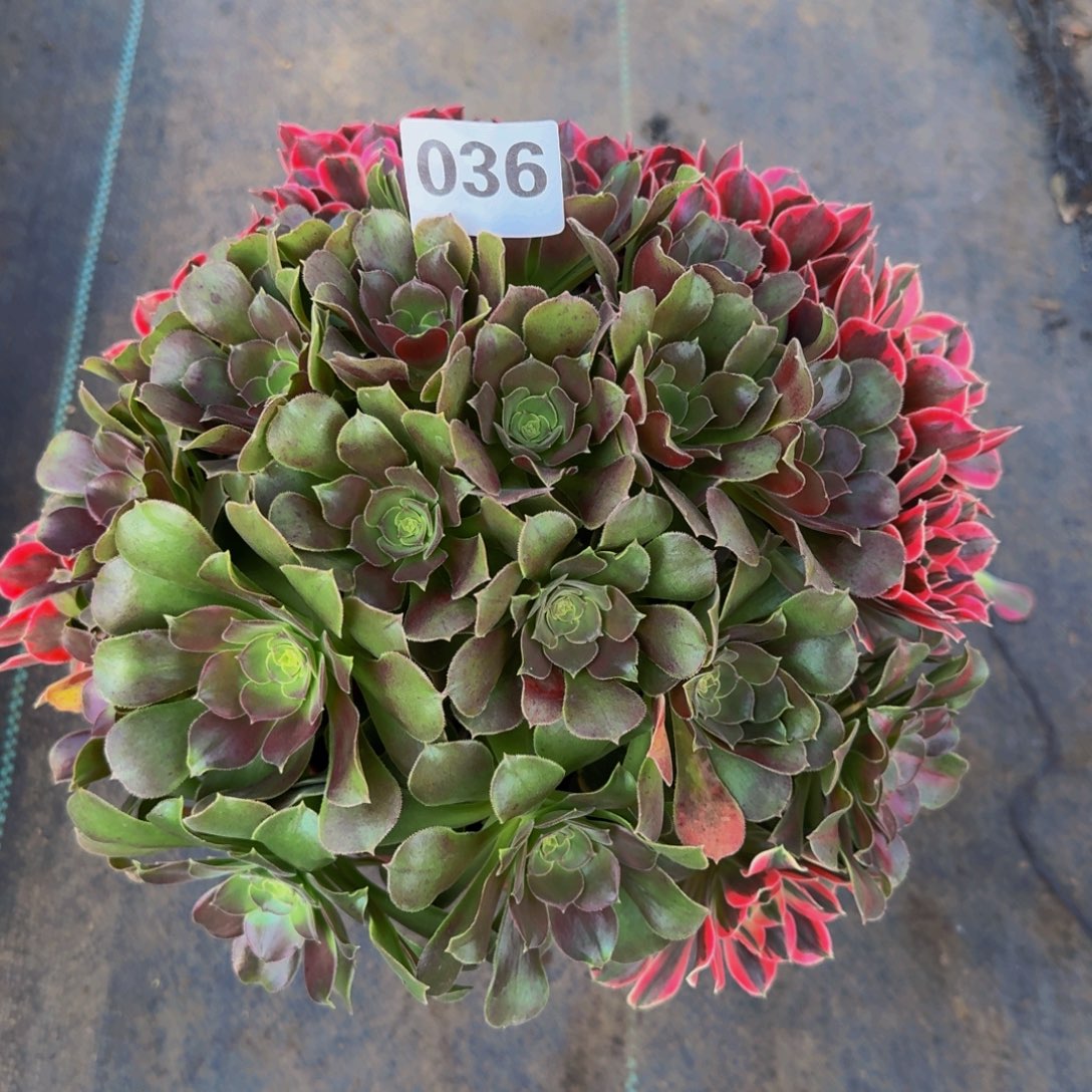 嘟***宝女妖036666666666