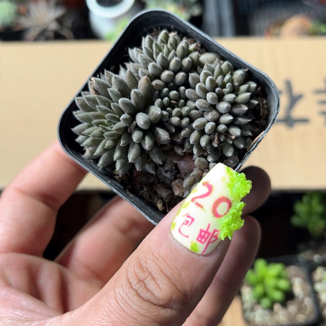 滇石莲单头发货有根