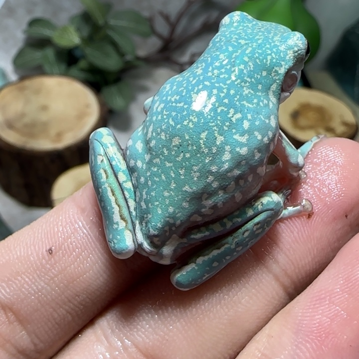 老爷树蛙18 顶级暴雪