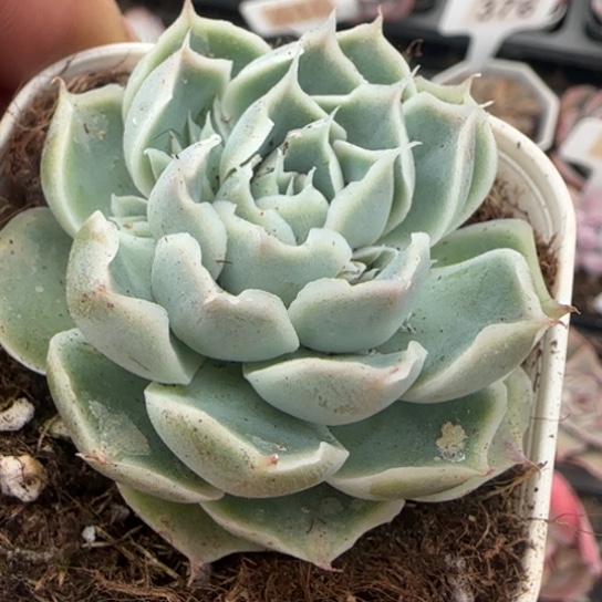 149蓝丝绒多肉植物多