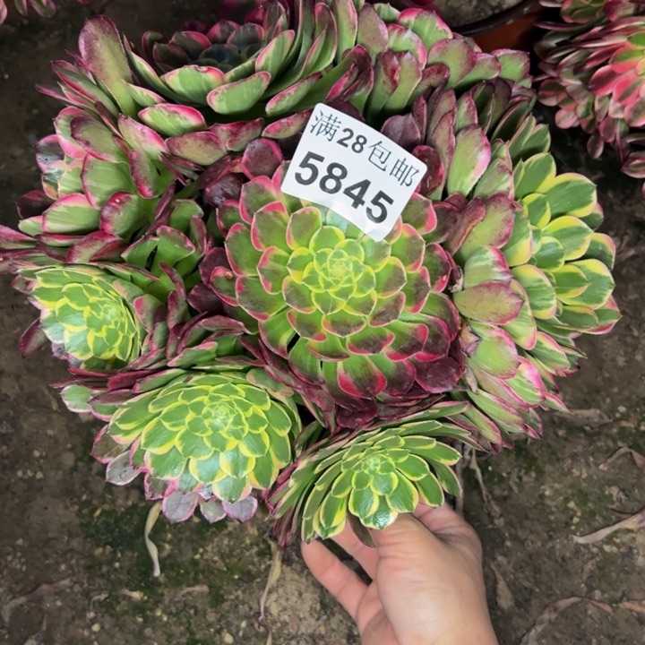 5845朝霞多肉植物