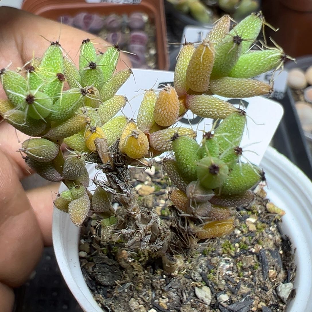 【闪购商品】 156。   