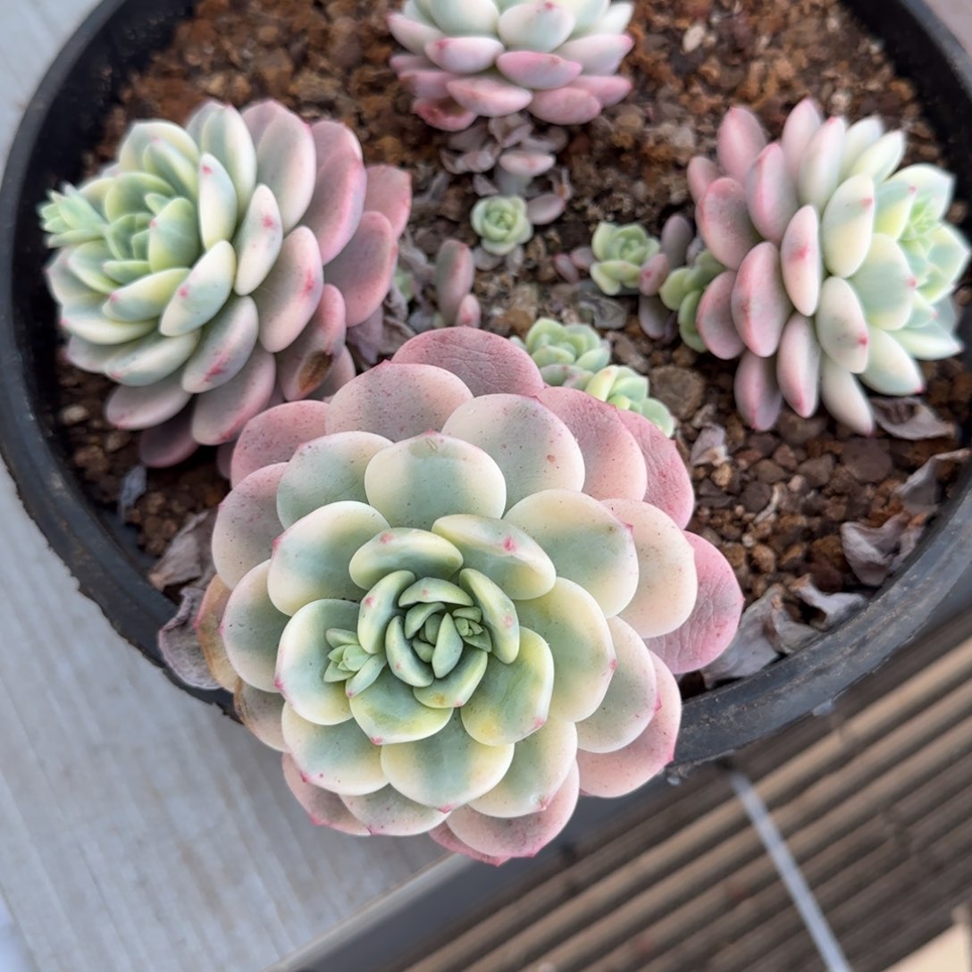 香草锦群多肉植物