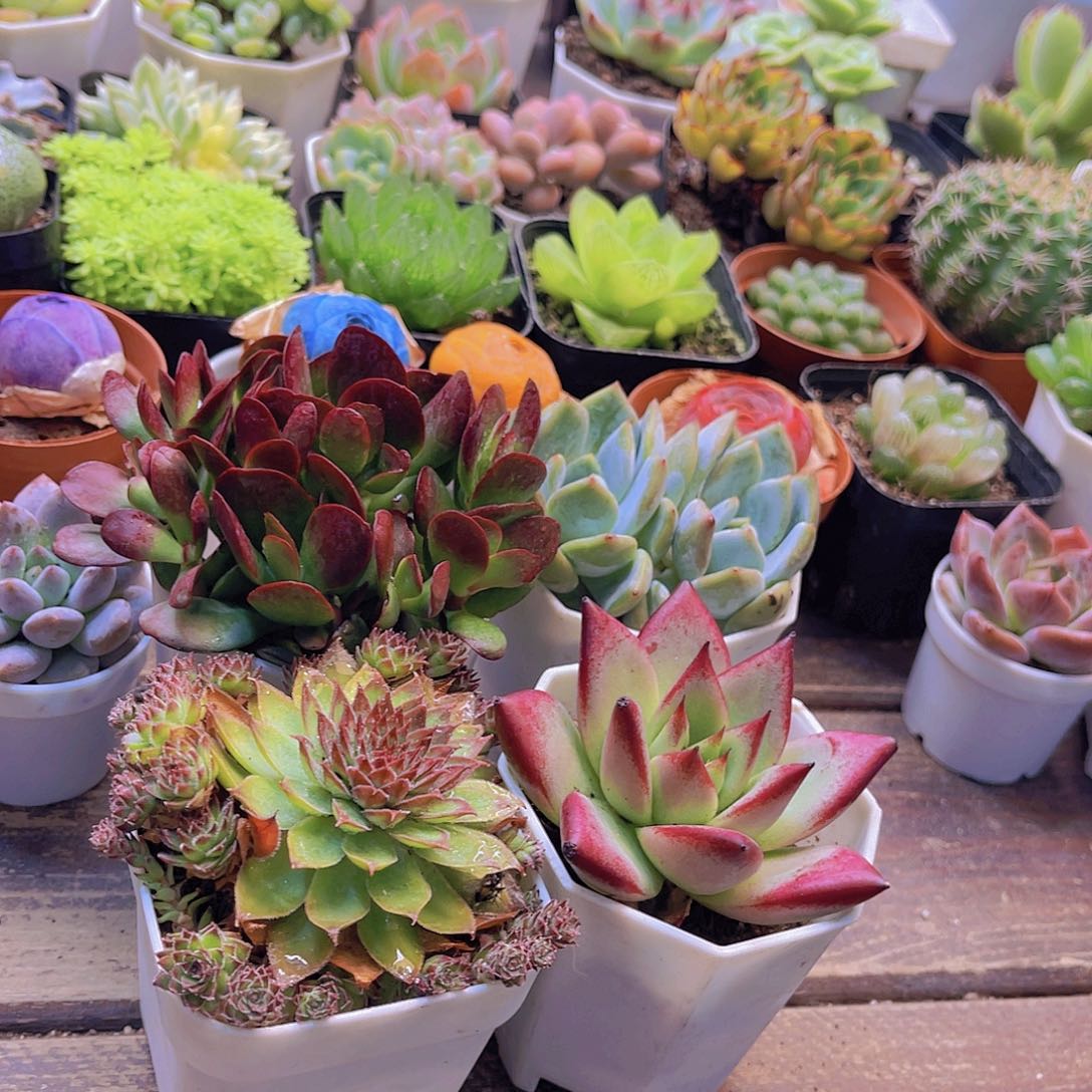 紫蝶套餐福利套餐