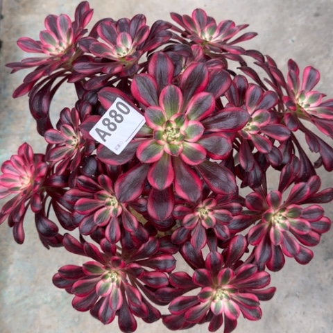 880丽娜35厘米左右